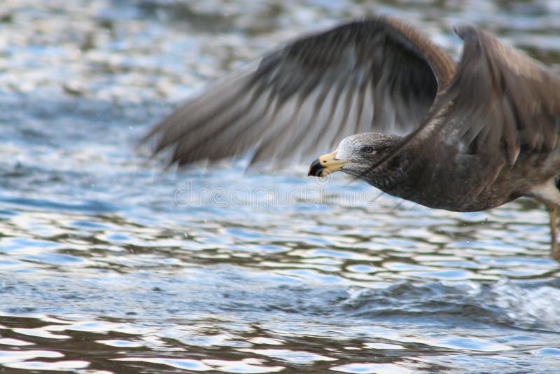 Flight of seagull