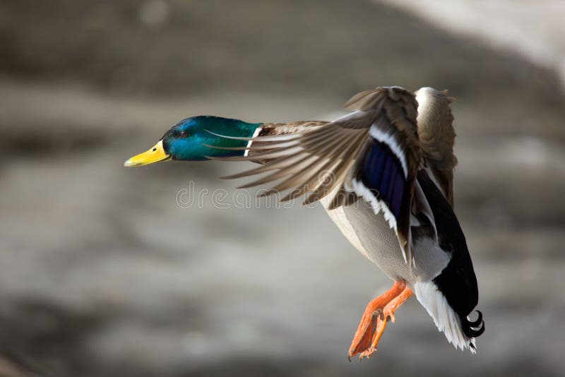 Flight of a wild duck