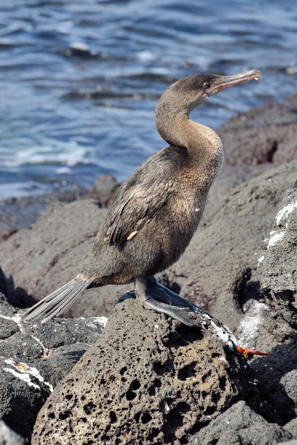 Flightless Cormorant