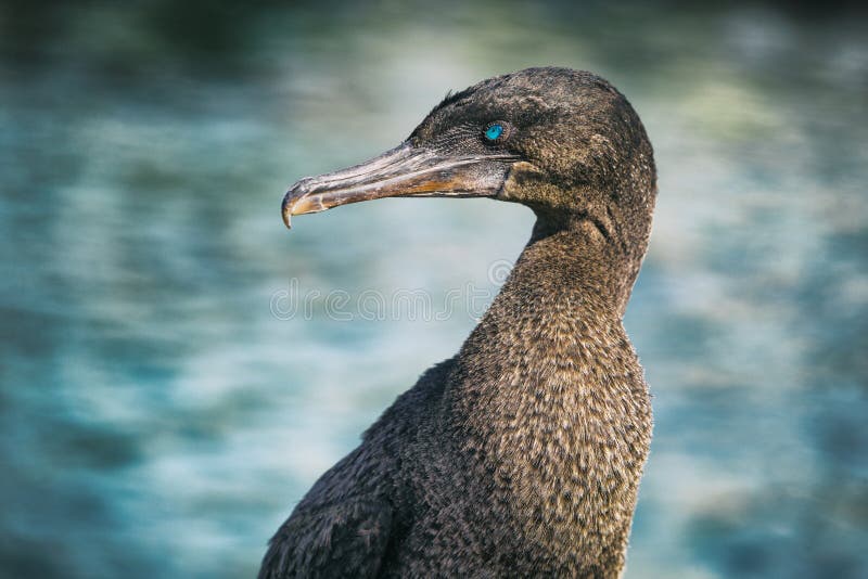 Flightless cormorant aka Galapagos cormorants - animals and wildlife Galapagos