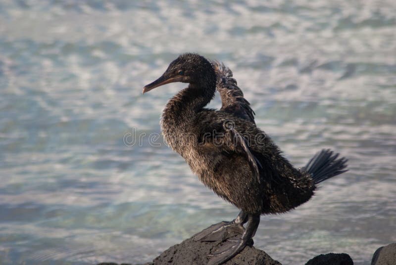 Flightless cormorant on Galapagos Islands