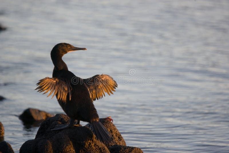 Flightless cormorant drying its wings