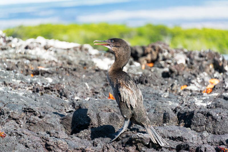 Flightless Cormorant in Galapagos