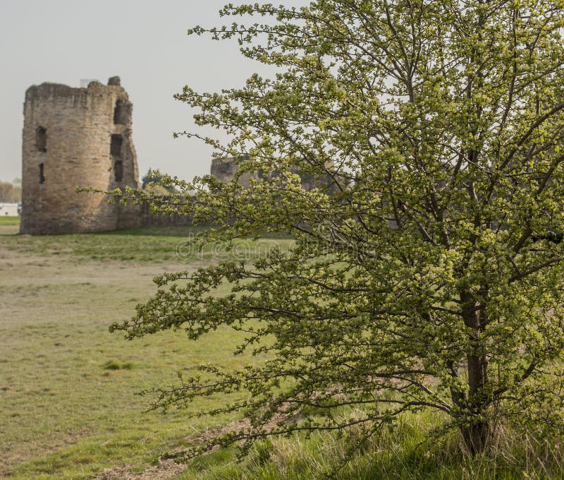 Flint Castle, Walses, l'albero. Questa immagine mostra Flint Castle, Galles È stato preso un giorno soleggiato nell'aprile 2018 Possiamo vedere la torre nei precedenti e un albero verde nella priorità alta