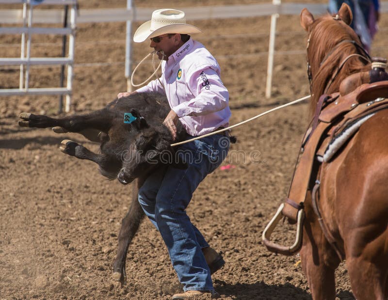 Red Bluff, California. April 25, 2015: A calf roping cowboy flips his captured calf onto the ground to tie him up at this rodeo in northern California. Red Bluff, California. April 25, 2015: A calf roping cowboy flips his captured calf onto the ground to tie him up at this rodeo in northern California.