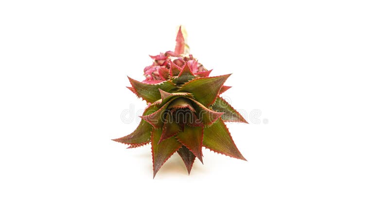 Floare de ananas roz decorativ pe fond alb. exotic. royalty free stock image