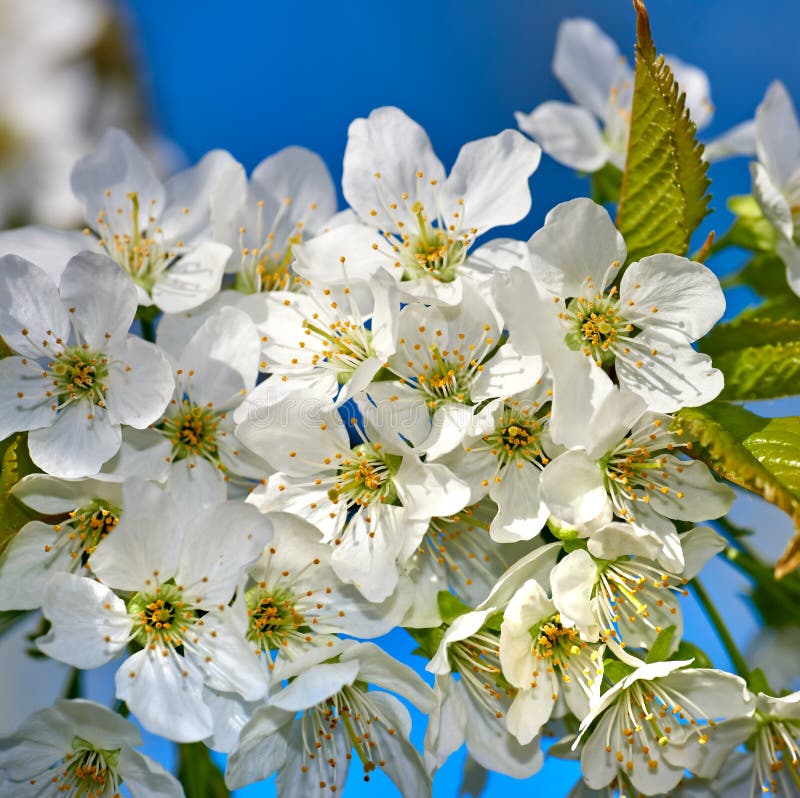 Floare de mirabelle prum sau prunus domestica floare într-o grădină primăvara. pomi fructiferi înfloriți cu alb stock photos