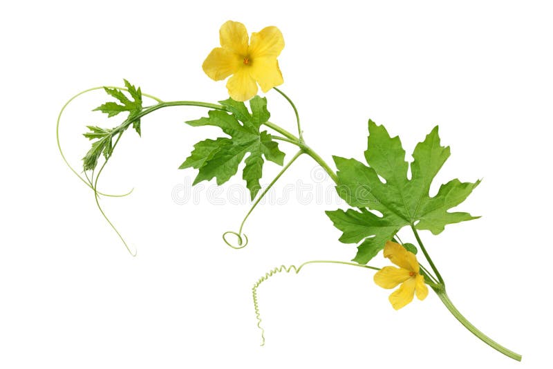 Floare de pepene galben amar royalty free stock images