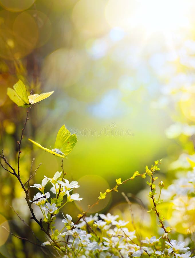 Floare de primăvară și fluture zburător royalty free stock photo