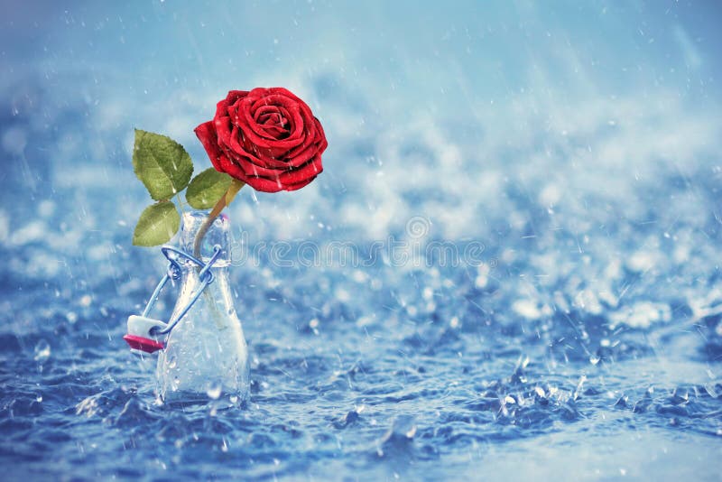 Floare roșie de trandafir într-o sticlă de sticlă în apă dulce albastră royalty free stock photos