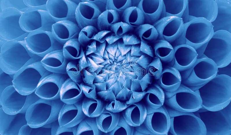 Floarea Dahlia : fotografie floarea dahiliei albastre deschis. imagine color evidențiind tiparul geometric intricat royalty free stock photos
