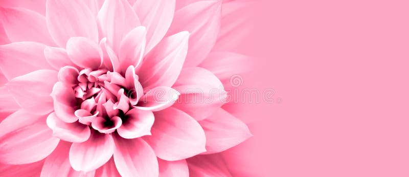 Floarea dahlia roz deschis detaliază cadrul de bordură foto cu fundal banner larg pentru mesaj. stock image
