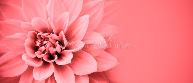Floarea Dahlia roz detaliază cadrul de bordură foto cu banner larg pentru mesaj. fundal nuntă. stock photography