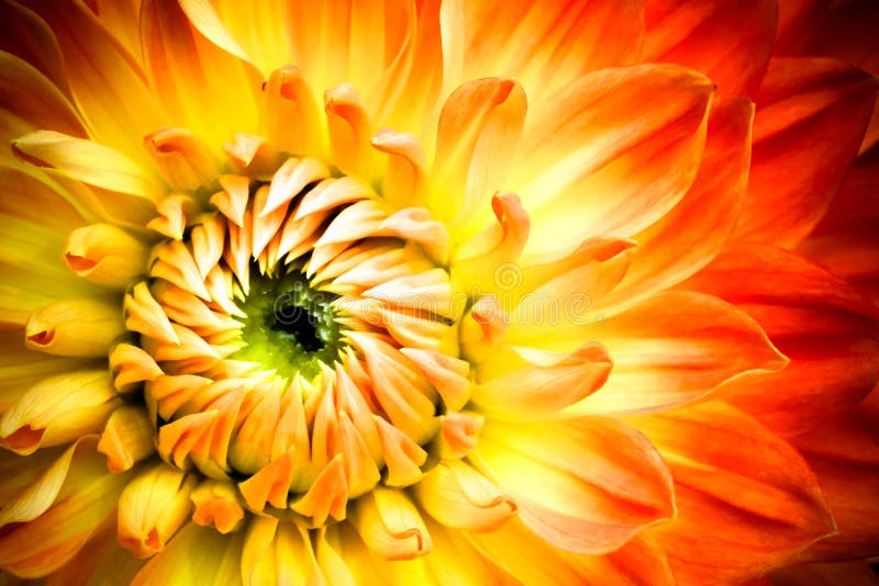 Floarea Dahlia : floarea roșie portocalie și galbenă cu flacără galbenă cu centrul galben și verde, închidere macrofotografie royalty free stock images