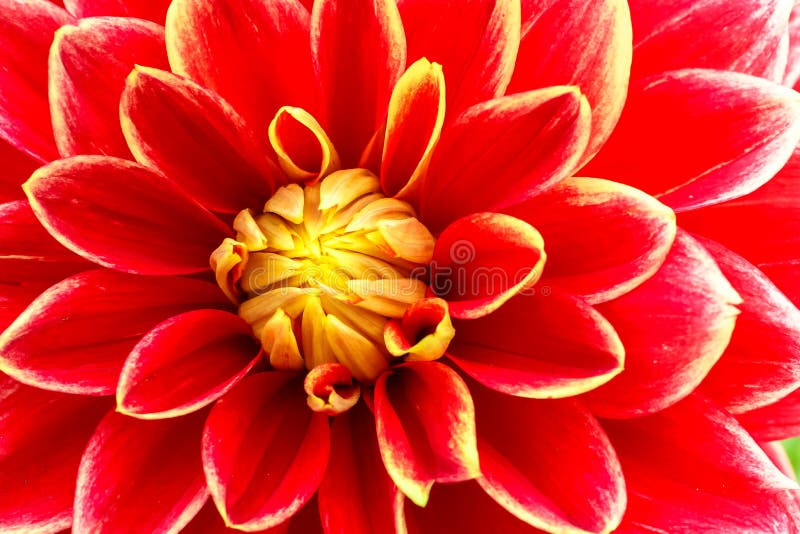 Floarea roșie portocalie și galbenă cu flacără galbenă cu centrul galben, închideți fotografia macrocomenzii. royalty free stock photo