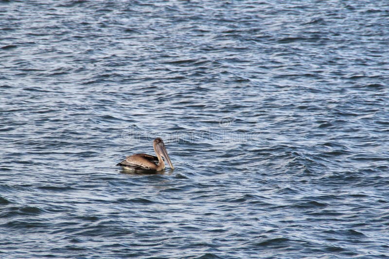 Brown Pelican at Sea