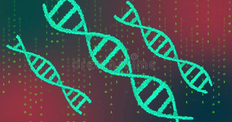 Floating cyan spherical DNA helices blending green binary code on red-purple gradient, genetic data vector illustration