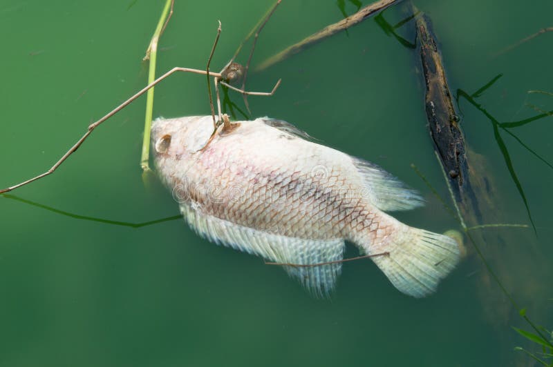 Floating Dead Fish