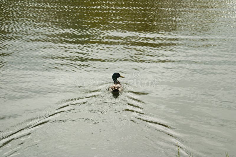 Floating duck. royalty free stock photography