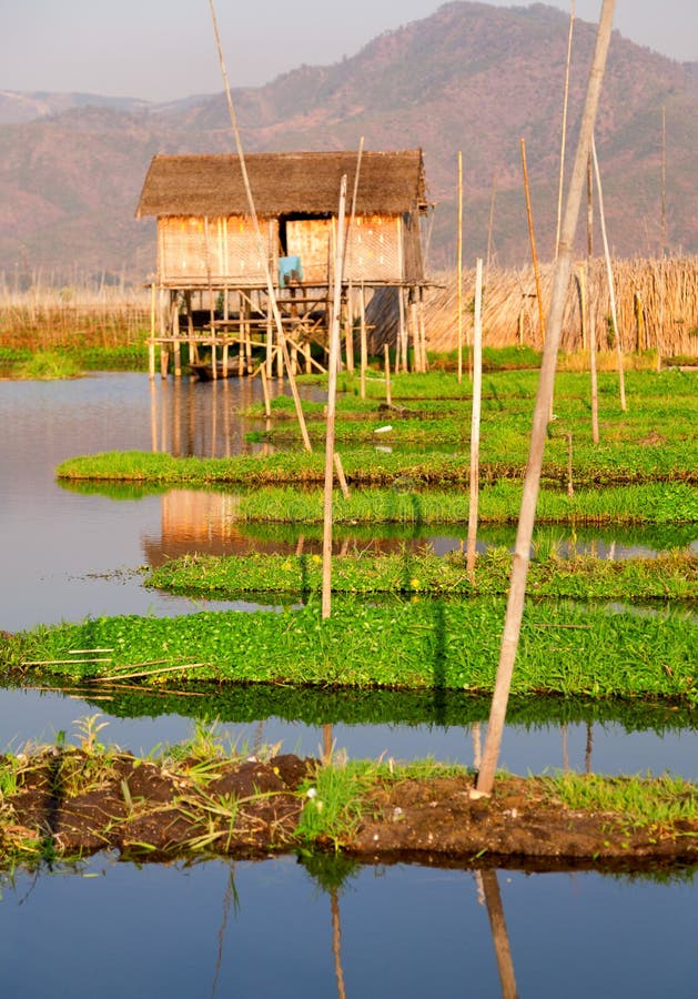 Floating Gardens in Myanmar Stock Photo Image of scene, tourism 76469878