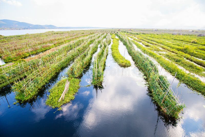 Floating Gardens in Myanmar Stock Image Image of garden, outdoor
