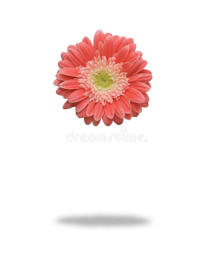 Floating Gerber Daisy