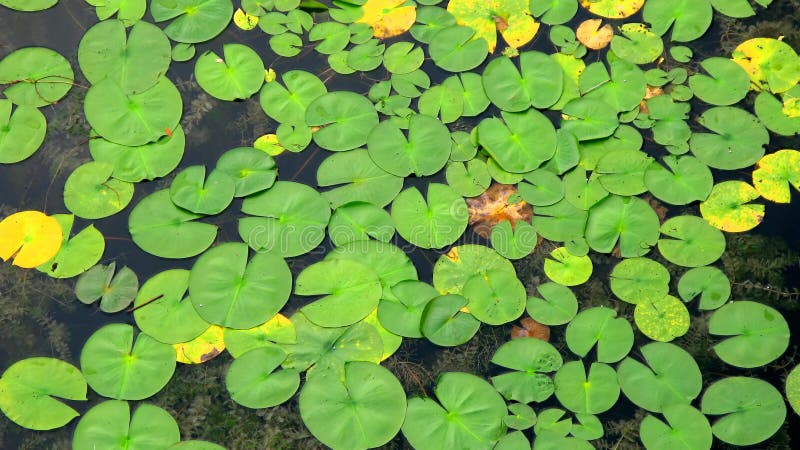 9 505 Lily Pads Photos Free Royalty Free Stock Photos From Dreamstime