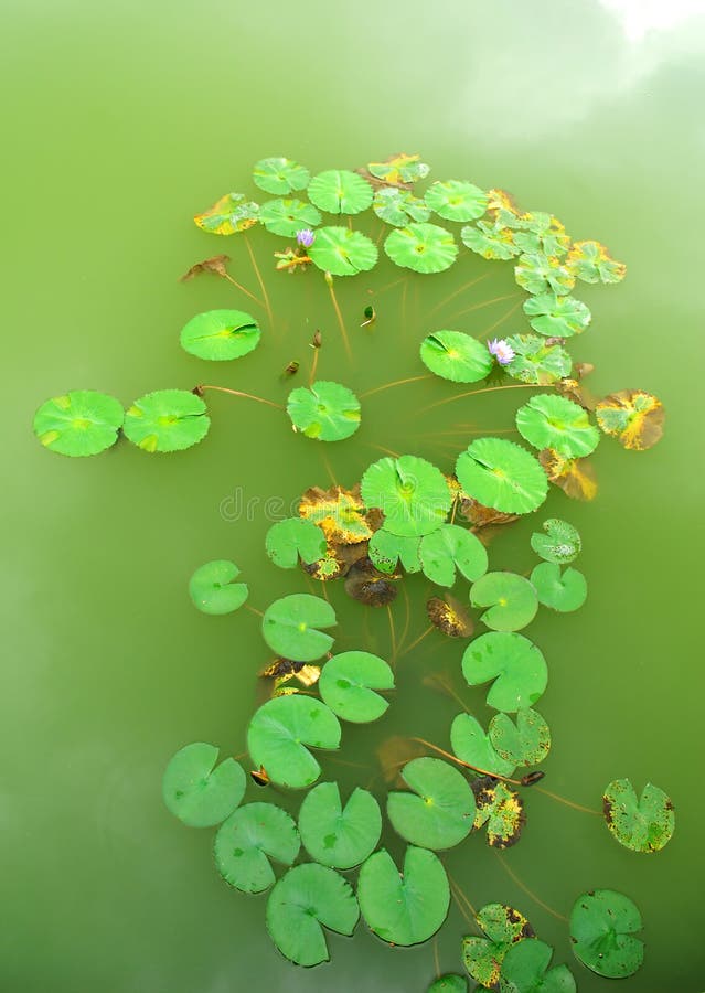 Floating lotus stock image. Image of blooming, exotic 9949357