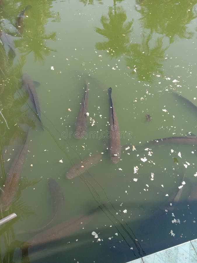 fish in the pond royalty free stock images fish in the pond royalty free stock images