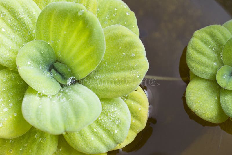 Floating Plant, Water Lettuce Top View. Stock Photo Image of closeup
