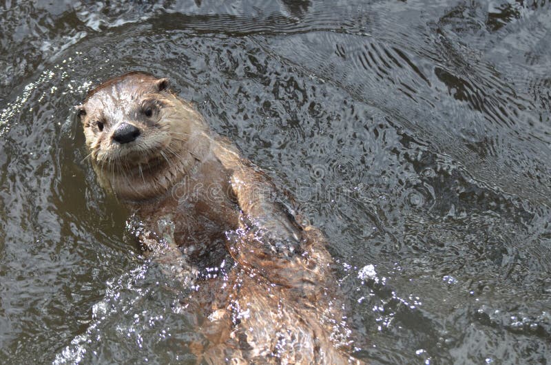 358 River Otter Floating Stock Photos - Free & Royalty-Free Stock Photos from Dreamstime 358 River Otter Floating Stock Photos - Free & Royalty-Free Stock Photos from Dreamstime