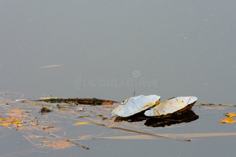 Floating swan mussel stock photo. Image of fresh, natural 82787076