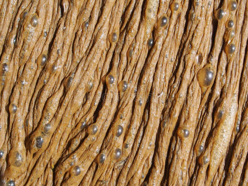 Floating Thick Brown Ugly Texture Surface Bubbles Water Surface Stock