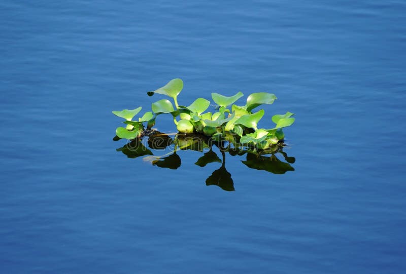 Floating water hyacinth plants near Everglades, Florida, U.S.A