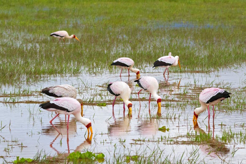 Flock of African wading stork, Yellow billed stork Wood stork, Wood ibis foraging for fish in water, Tanzania, East Africa