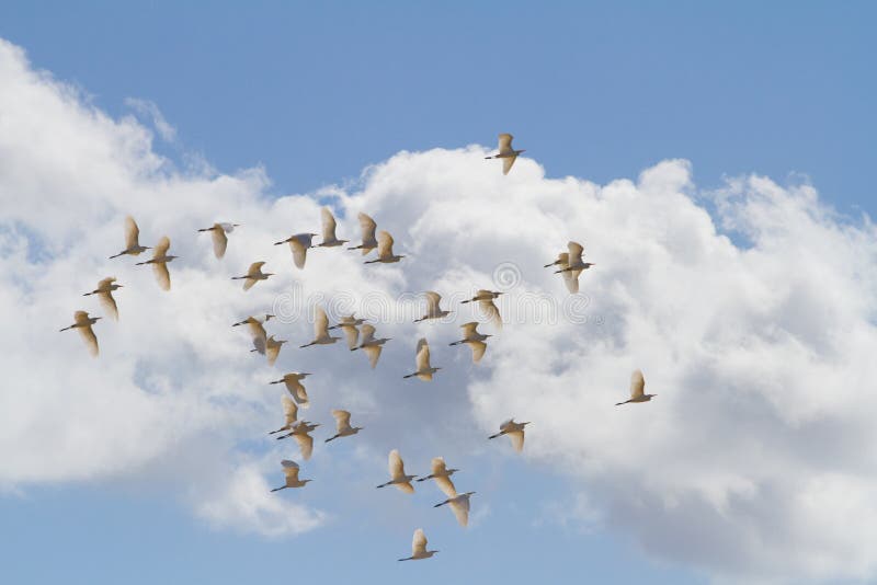 Flock of Australian Great Egret birds