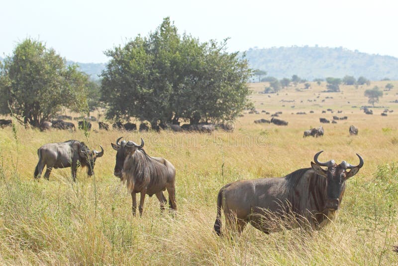 Flock av blåa gnu som betar i Serengeti royaltyfri fotografi Flock av blåa gnu som betar i Serengeti royaltyfri fotografi