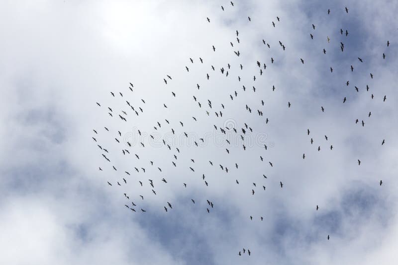 Flock av den glansiga ibits som skjuta i höjden över träsk i Florida fotografering för bildbyråer Flock av den glansiga ibits som skjuta i höjden över träsk i Florida fotografering för bildbyråer