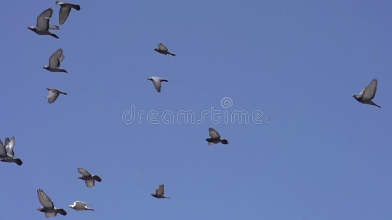 Flock av duvor i den blåa himlen