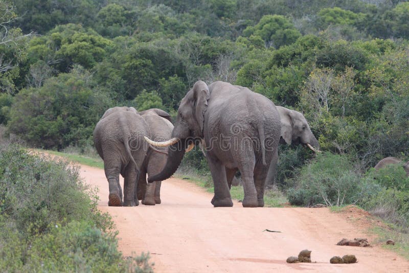 Herd of Elephants in addo elephant park. Herd of Elephants in addo elephant park