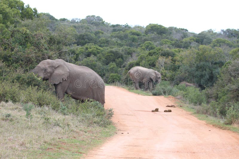 Herd of Elephants in addo elephant park. Herd of Elephants in addo elephant park