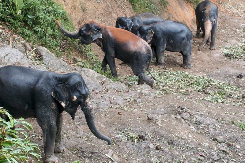 Herd of elephants going for a walk in the jungle in the rain. Herd of elephants going for a walk in the jungle in the rain