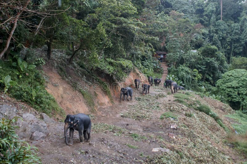 Herd of elephants going for a walk in the jungle in the rain. Herd of elephants going for a walk in the jungle in the rain