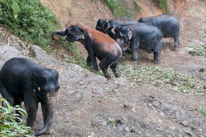 Herd of elephants going for a walk in the jungle in the rain. Herd of elephants going for a walk in the jungle in the rain