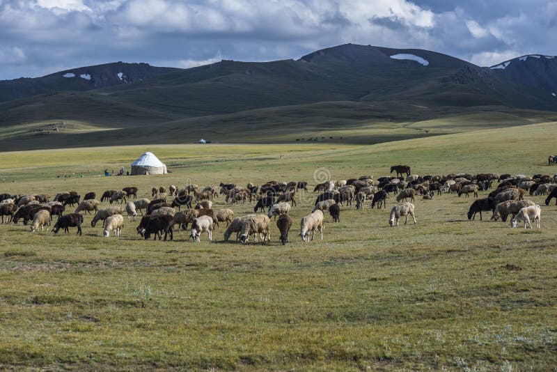 Flock av får som betar på äng med bergskedjalandskap royaltyfria foton Flock av får som betar på äng med bergskedjalandskap royaltyfria foton