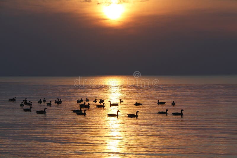 Flock av Kanada gäss på Lake Huron på solnedgången