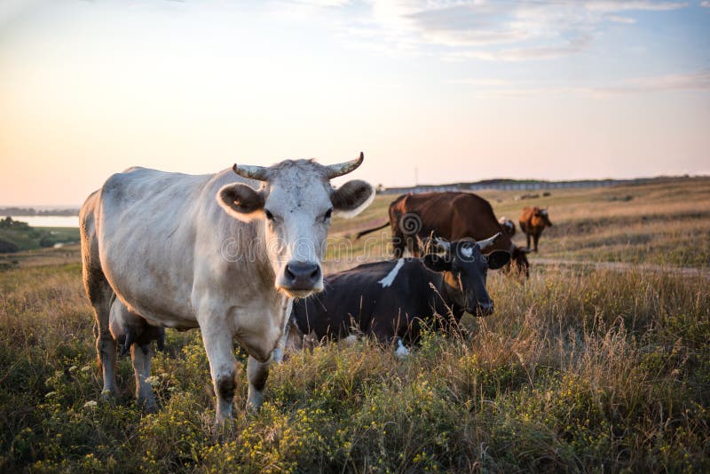 Flock av kor som betar i en äng fotografering för bildbyråer Flock av kor som betar i en äng fotografering för bildbyråer