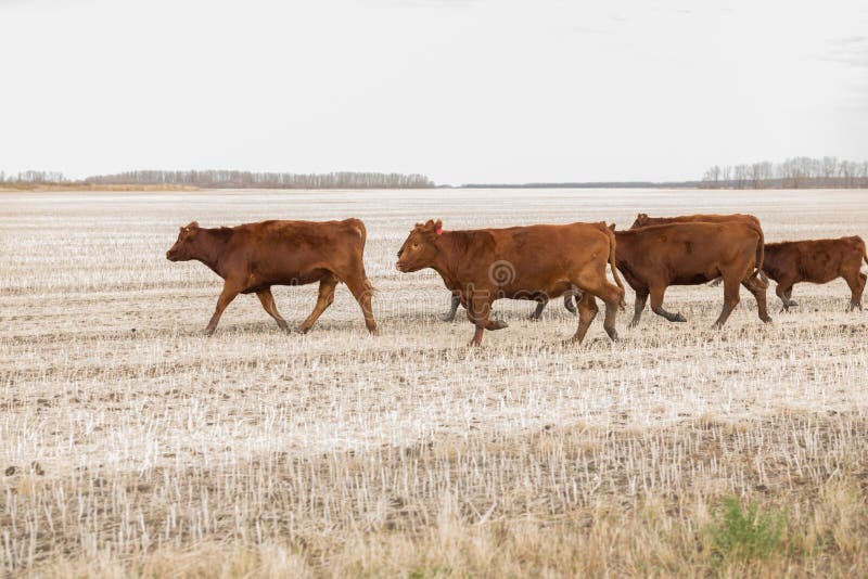 Flock av röda angus kor royaltyfri fotografi Flock av röda angus kor royaltyfri fotografi