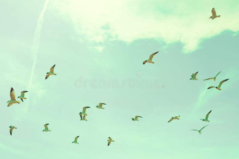 Flock av Seagulls royaltyfri foto Flock av Seagulls royaltyfri foto