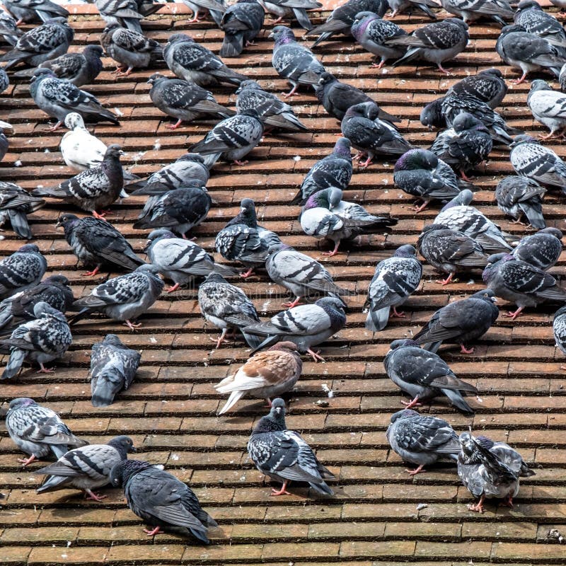 Kingston Upon Thames London UK, April 07 2022, Flock Of Wild Pigeons Sitting On A Town Centre Roof Top With No People. Kingston Upon Thames London UK, April 07 2022, Flock Of Wild Pigeons Sitting On A Town Centre Roof Top With No People